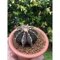 ราคา กระบองเพชร ยิมโน cactus gymno (4747070927)