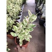 ราคา ไทรเกาหลีด่าง ไทรเกาหลี ไทรด่าง ไม้ฟอกอากาศ จัดส่งพร้อมกระถาง !! (13805764301)