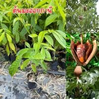 ราคา ต้นมะฮอกกานี พร้อมส่ง สูง50เซน (41528602498)