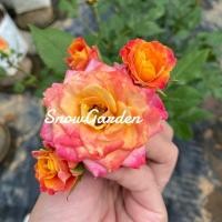 ราคา กุหลาบ สีส้มแดว ทรงพุ่มดอกดก(ติดดอก) ต้นกุหลาบ สีสวยมาก (20963439526)
