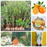 ราคา #ส้มวอซิงตัน Washington Navel สีของผลส้ม เปลือกส้ม รสชาดหวาน ต้นเสียบยอด (23750484537)