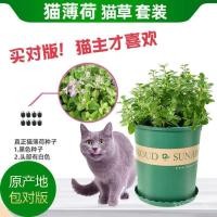 ราคา 【ขายร้อน】เมล็ดหญ้าแมว 100 ชิ้น แมวมีความสุข (42513256468)