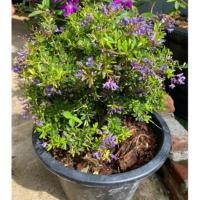 ราคา ต้นม่วงเจริญ หรือ ต้นหลินซาน 1 ต้น (41527133155)