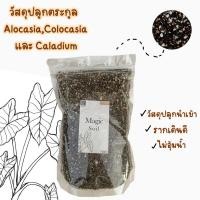ราคา วัสดุปลูกต้นไม้,บอนสี,อโลคาเซีย,โคโลคาเซีย (10950306958)