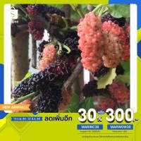 ราคา ต้นมัลเบอร์รี่ ต้นหม่อน หม่อน หม่อนดำ ผลดก 2 ต้นต่อชุด (4971773727)