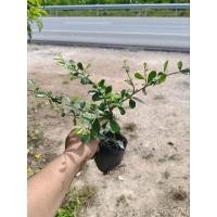 ราคา ต้นชาดัด หรือต้นชาฮกเกี้ยน ปลูกทำเป็นรั้ว หรือไม้บอนไซ ปลูกง่าย ทนและอึด ส่งทั้งถุงชำคะ (26633705774)