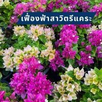 ราคา เฟื่องฟ้าสาวิตรี เฟื่องฟ้าแคระ กระถาง 4 และ 6 นิ้ว ให้เลือก 3 สี (7175503884)