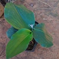 ราคา F322 ว่านเสน่ห์จันทร์หอม /ว่านเปราะหอม ว่านศักดิ์สิทธิ์ Resurrection lily ทานได้ (7738897221)