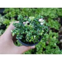 ราคา บอนไซชาฮกเกี้ยน ทรงต้นจิ๋ว ไซส์กระถาง3นิ้ว (15192539945)