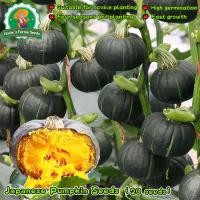 ราคา 20 เมล็ด เมล็ดพันธุ์ ฟักทองญี่ปุ่น Japanese Pumpkin Seeds for Planting Vegetables Plants เมล็ดฟักทอง เมล็ดพันธุ์ผัก (43622205714)
