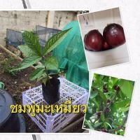 ราคา ต้นพันธ์ุชมพู่มะเหมี่ยว ชมพู่ มะเหมี่ยว สูง15-20ซม.1ต้น50บาท (15751755377)