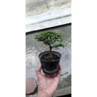 ราคา ต้นไม้จิ๋ว(ต้นเพรมน่าไต้หวัน)บอนไซ (19943630804)