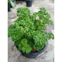 ราคา ต้นพันธ์ุพาร์สลีย์(ใบหยิก)กระถาง 8 นิ้ว (6087559093)