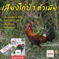 ราคา เสียงต่อไก่ป่า ตัวเมีย ยาว 6ชั่วโมง ไม่มีโฆษณา เมมโมรี่เล็ก(Micro SD) มีเก็บเงินปลายทาง (10364548118)