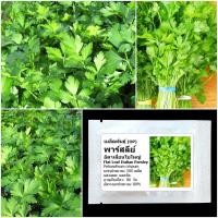 ราคา เมล็ดพันธุ์ พาสลีย์อิตาเลี่ยนใบใหญ่ Flat Leaf Italian Parsley Seed บรรจุ 500 เมล็ด คุณภาพดี ของแท้ 100% (2475311353)
