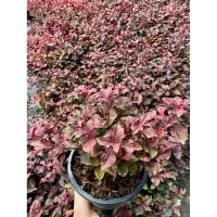 ราคา ต้นเพชรพลอย มณีล้อมเพชร ไม้ประดับ ไม้มงคล สีสันสวยงาม ไม้คลุมดิน “ กระถาง 6 นิ้ว” (51601155601)