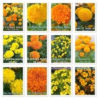 ราคา เมล็ด ( Marigold Flower Seed ) ดอกดาวเรือง 100+เมล็ด (OP) / 15เมล็ด(F1) ดาวเรืองดอกจัมโบ้ ดาวเรืองหอม ดาวเรือง (50906763573)