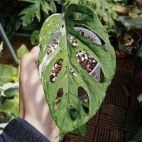 ราคา Monstera Acuminata Swiss Cheese Albo Variegated พลูฉลุอคูมินาต้าสวิสชีสด่างขาว (16104673655)