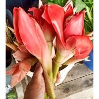 ราคา ดอกดาหลาชมพูแดง กินได้ 1 ดอก (22858112717)