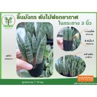 ราคา ต้นลิ้นมังกร ตระกูลเดียวกับ ต้นงาช้าง ในกระถาง ขนาด3นิ้ว ไม้ฟอกอากาศ พร้อมกระถางฟรี ต้นสูง 7-10 ซม.วางบนโต๊ะทำงานได้ (4079512820)