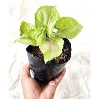 ราคา ต้นออมเงิน,ออมเงิน (ไม้มงคล) (12646122307)