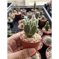 ราคา แคสตัส หูกระต่าย โอพันเทีย กระบองเพชร (cactus) (5454579969)