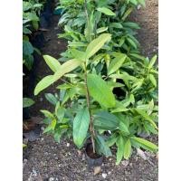 ราคา ต้นชะมวง ส้มมวง ใบเปรี้ยว (8182174074)