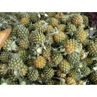 ราคา สดจากฟาร์ม !!! สับปะรดภูแลแท้จากเชียงราย 1กก/39 บาท สับปะรด ภูแล สับปะรดภูแล ส่งสดๆจากฟาร์มที่เชียงราย (42808445121)