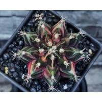 ราคา ไม้เพาะเมล็ด​ ยิมโนด่าง Gymnocalycium ยิมโน (4675731309)