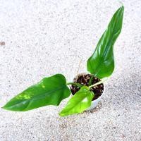 ราคา philodendron domesticum ฟิโล ฟิโลเดนดรอน ฟิโลโดเมสติคคัม ฟิโลเดนดรอนโดเมสติคัม (ต้นตามภาพ) (19564798489)