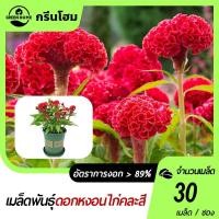 ราคา ดอกหงอนไก่ คละสีเมล็ดพันธุ์ดอกหงอนไก่ 30 เมล็ดงอกง่าย โตไวดอกดก (29031077369)