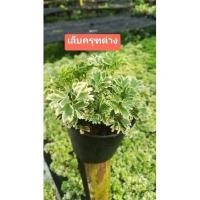 ราคา ต้นเล็บครุฑด่างไม้ฟอกอากาศ (4791303064)