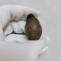 ราคา เบี้ยแก้ปรอท ลงยางมะพลับปรอทเต็มลูก หลวงพ่อทัต วัดคฤหบดี ศิษย์ผู้สืบทอดเบี้ยแก้จากหลวงปู่รอด วัดนายโรง (25411020500)