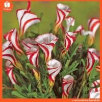 ราคา Oxalis Versicolor บรรจุ 3 หัว 100 (18013045043)
