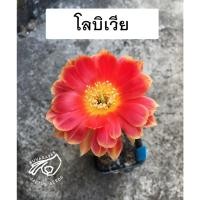 ราคา โลบิเวีย Lobivia โลบีเวีย yoy2 หน่อเด็ดสด หน่อ อิชินอป Echinopsis อิชินอปซิส กระบองเพชร แคคตัส สวน เมล็ดกระบองเพชร (15546225279)