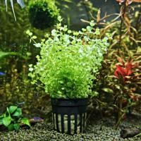 ราคา เกล็ดปลาเล็กไม้น้ำหน้าตู้กลางตู้ (3415381742)