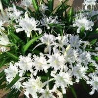 ราคา 3 หัว ว่านเศรษฐีน้ำเต้าทอง ว่านโบราณ ว่านมงคล เศรษฐีน้ำเต้าทอง (24604452924)