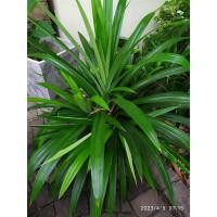 ราคา ต้นพันธุ์ ต้นเตยหอม ใบเตย ถุงดำ พร้อมปลูก 29 บาท เตยเขียว เตยหอม ต้นใบเตย ปลูกได้ ใช้ทำอาหารได้ (24690883286)