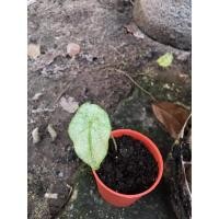 ราคา พญาจงอางใบลายขาว พญาจงอางด่าง (12331718984)