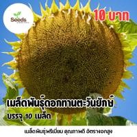 ราคา เมล็ดพันธุ์ ทานตะวันยักษ์ บรรจุ 10 เมล็ด/ซอง (24597422639)