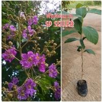 ราคา ต้นตะแบก (เพาะเมล็ด)​ 1​ชุด​ 5 ต้น (ขนาด​ 30-40​ ซม.)​ (13111916027)