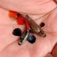 ราคา อาหารปลาหางนกยูงและอุปกรณ์ตกแต่งตู้ปลา หูช้างเรดเทล ❤️ (42265273313)