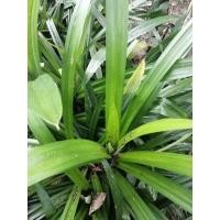 ราคา ใบเตยหอม​ / ต้นเตยหอม (16620158684)