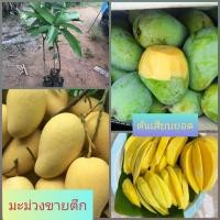 ราคา มะม่วงขายตึก ต้นเสียบยอดแท้ (22440742976)