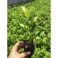 ราคา ต้นกล้าไทรเกาหลีถุงชำเบอร์2 สูง 10-15 ซม. ขึ้นไป (15840388535)