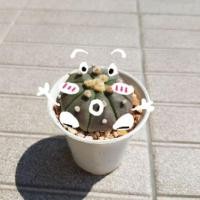 ราคา กระบองเพชร แคคตัส จิ๋ว ยิมโน เก๋ง แอสโตร มิกกี้เม้า กระถางขนาด 2 นิ้ว [ขายสดจากสวน] VN cactus (4920859920)