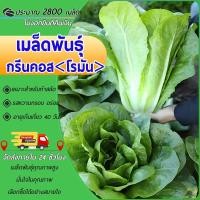 ราคา 2800 เมล็ดเมล็ดพันธุ์ กรีนคอส Green Cos เมล็ดผักกาดหอม เมล็ดผักสวนครัว เมล็ดผักสลัด ปลูกง่าย โตไว (28323629016)