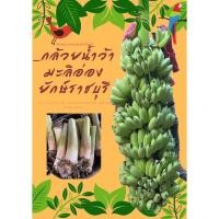 ราคา หน่อกล้วยน้ำว้ามะลิอ่องยักษ์ชุด5หน่อ (20532398893)