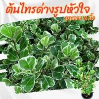 ราคา ต้นไทรด่าง ไทรด่างรูปหัวใจ กระถาง 6 นิ้ว(ส่งพร้อมกระถาง) (40363345036)