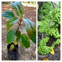 ราคา ต้นมะเดื่อฉิ่ง มะเดื่อฉิ่งชุมพร ชำกิ่ง ขนาด40-50เซนฯมะเดื่อกินผลเป็นผักแกล้มลูกดกทั้งปีต้นเตี้ย (15411564681)